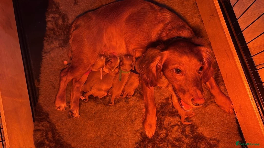 Cocker Spaniel dogs for sale: 6 stunning working cocker spaniels  - Advert 1