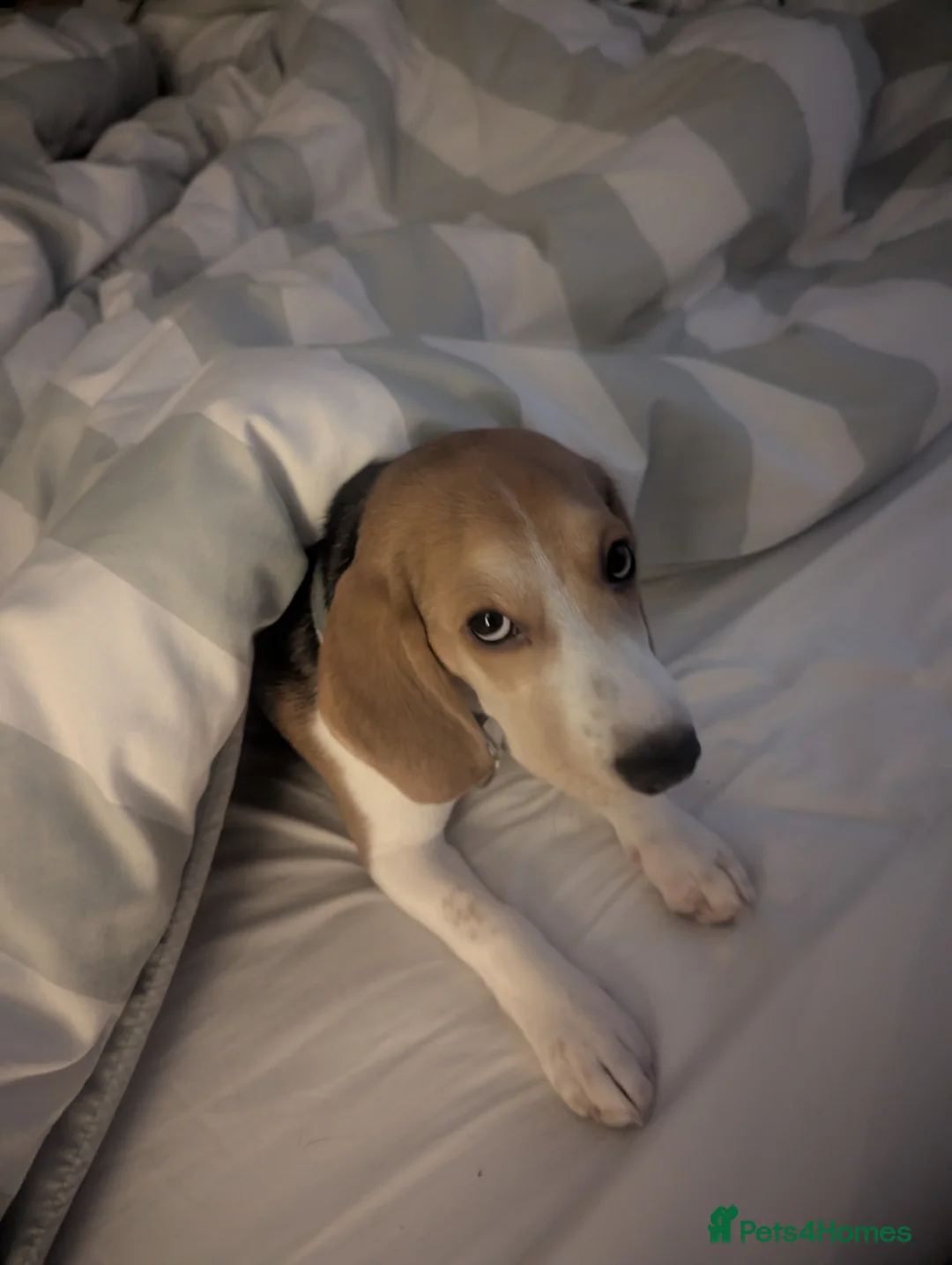 Beagle dogs for sale: Sage the Beagle - Advert 3