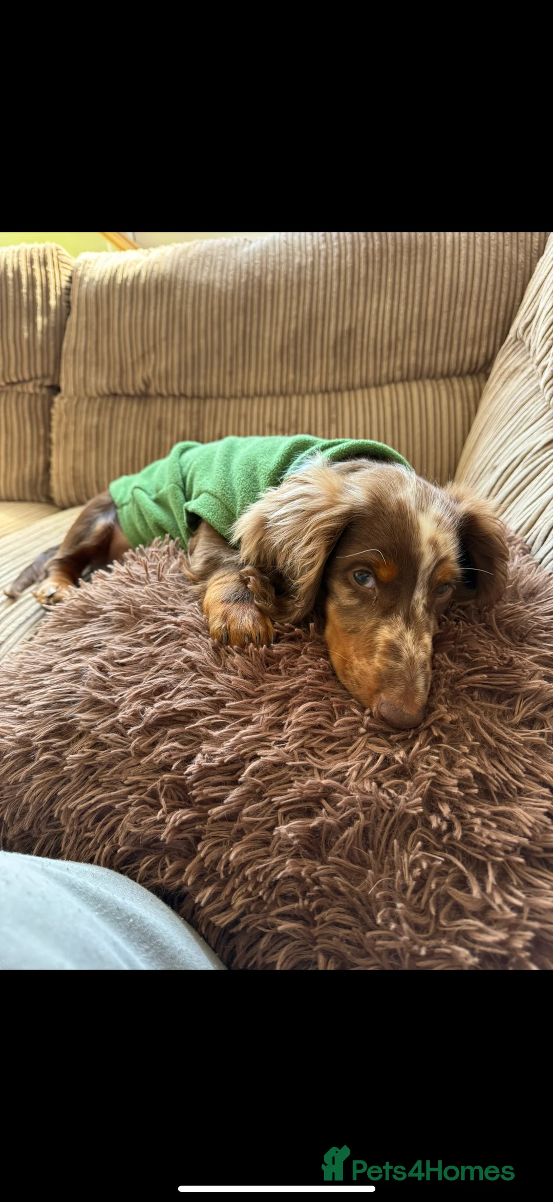 Miniature Dachshund dogs for sale: Mini Daschunds  - Advert 5