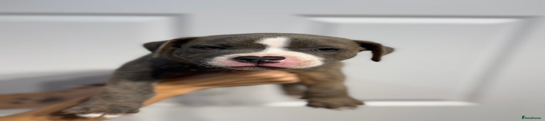 Cyrus 