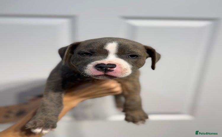 Staffordshire Bull Terrier dogs - Advert 6