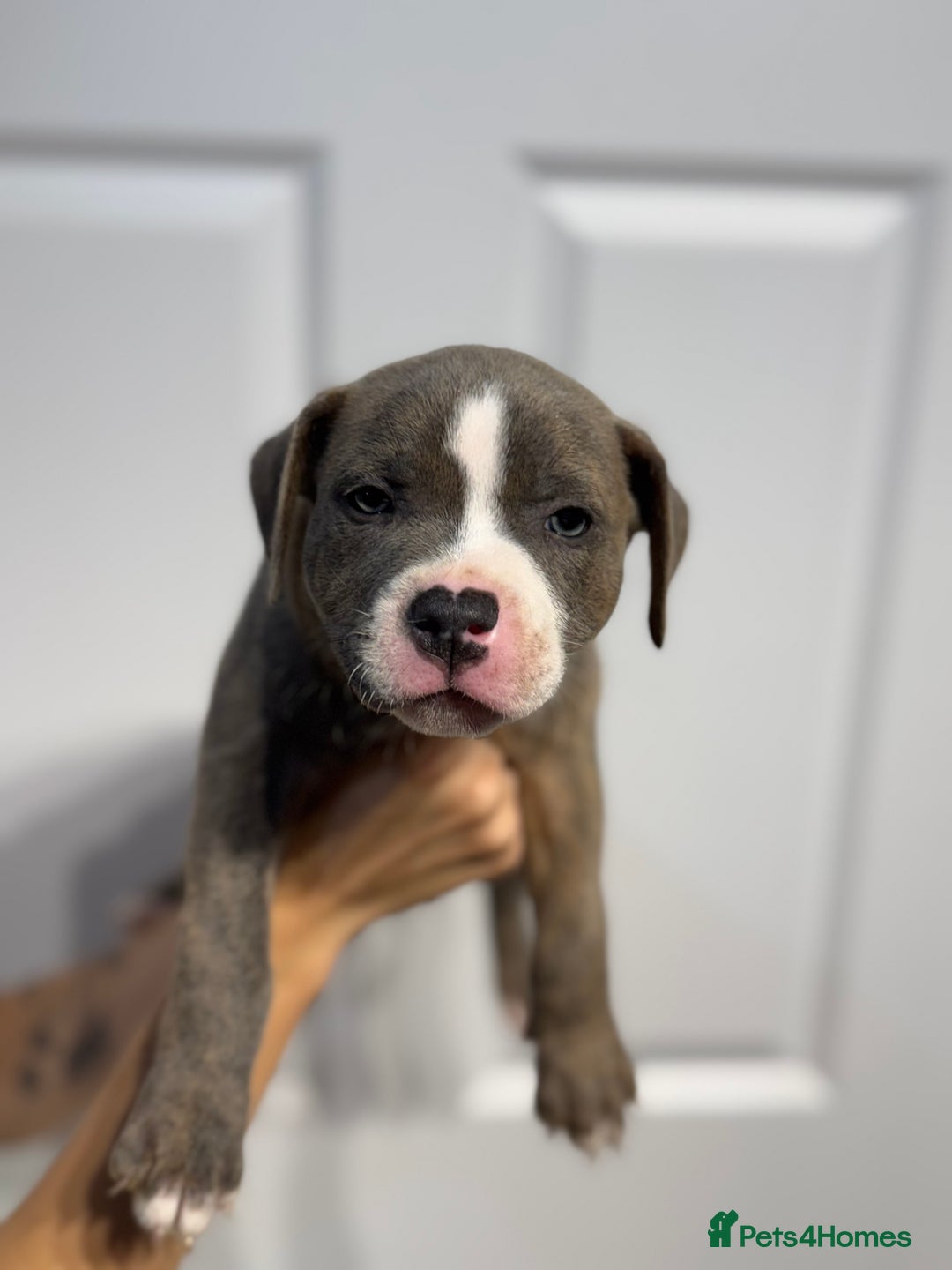 Staffordshire Bull Terrier dogs for sale: Blue Staffordshire bull terrier  - Image 1