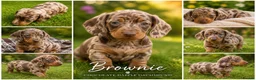 Miniature Dachshund dogs for sale: Miniature Dachshund - Chocolate Dapple (Boy) - Advert 2