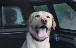 Labrador Retriever dogs for stud: Handsome Charlie for Stud  - Image 1