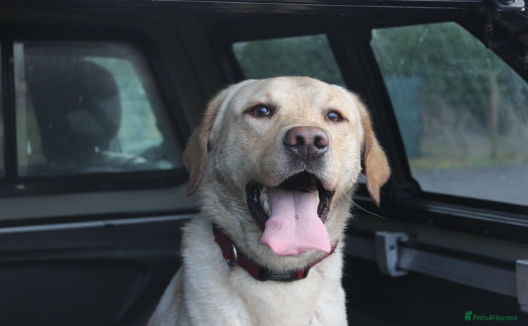 Labrador Retriever dogs - Advert 1