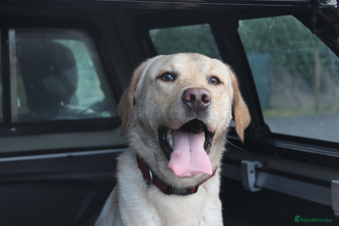 Labrador Retriever dogs for stud: Handsome Charlie for Stud  - Image 1