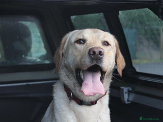 Labrador Retriever dogs - Advert 1