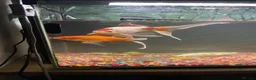 Goldfish fish for sale: 2 goldfish with tank in Wrexham - Advert 4