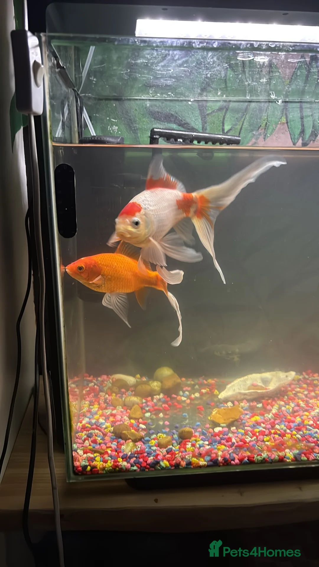 Goldfish fish for sale: 2 goldfish with tank in Wrexham - Advert 4