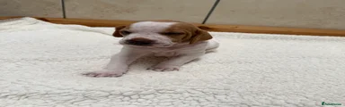 Pointer Puppy 1