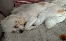 Maltipoo dogs for sale: Maltipoo - Image 8