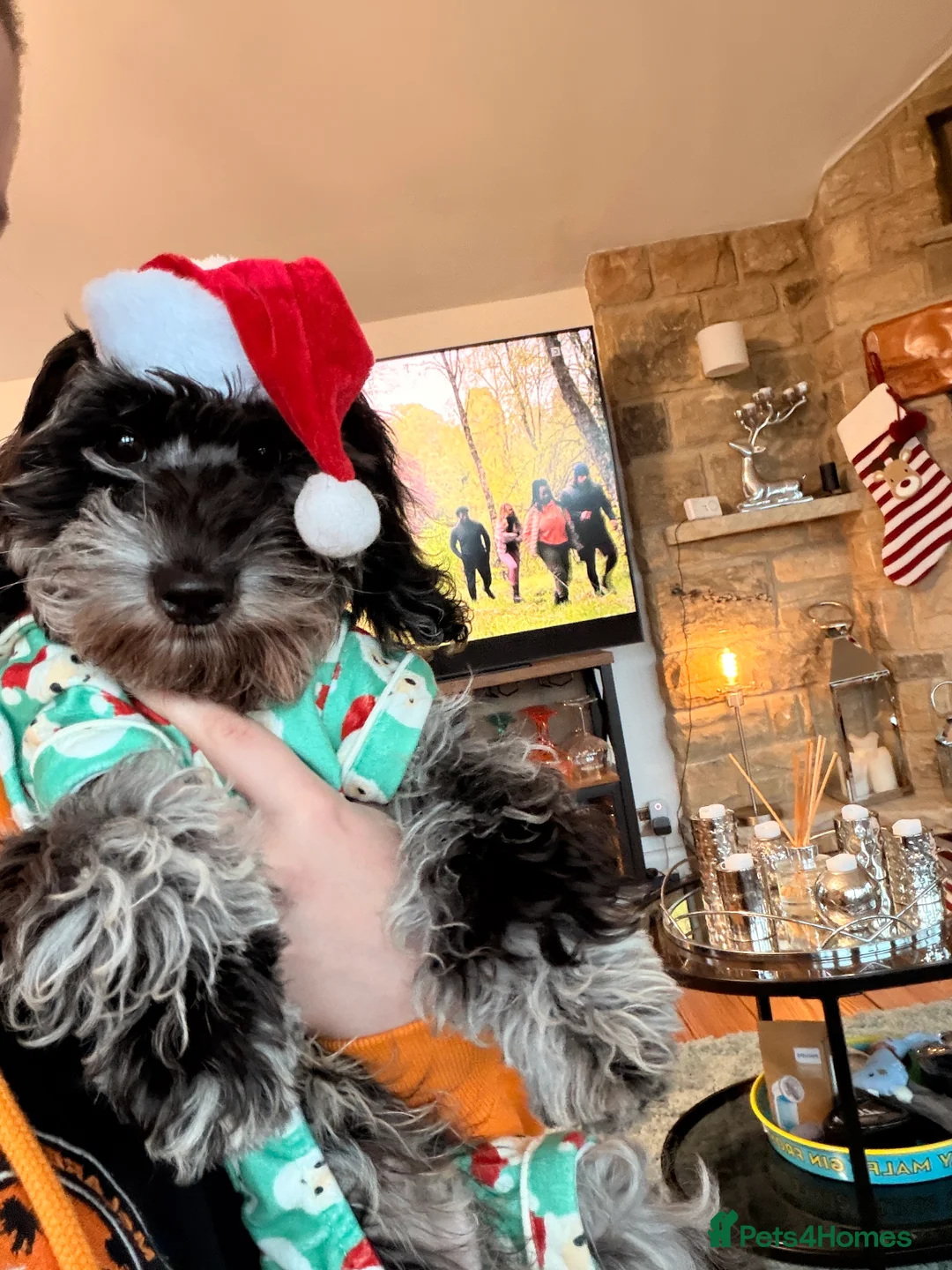 Doxiepoo dogs for sale: My 2 gorgeous Doxiepoo boys - Advert 5