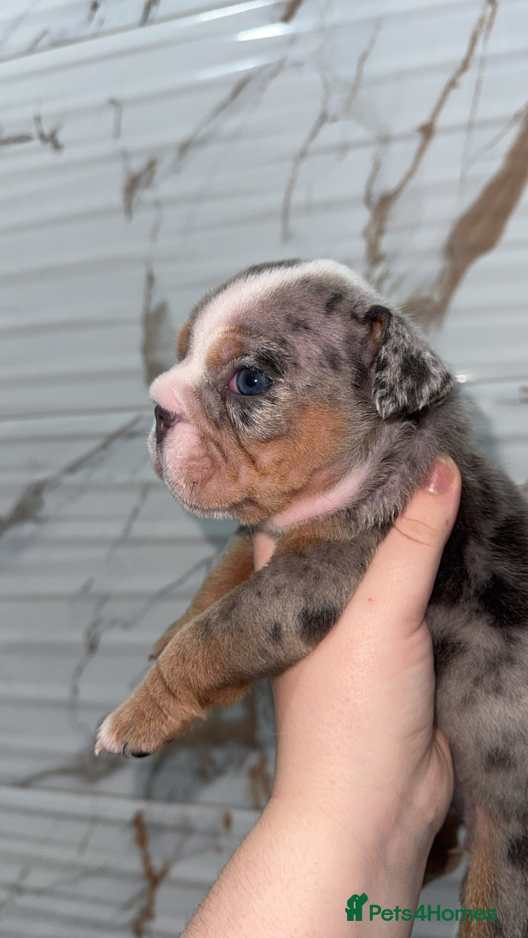 English Bulldog dogs for sale: 10 week old English bulldog  - Advert 6