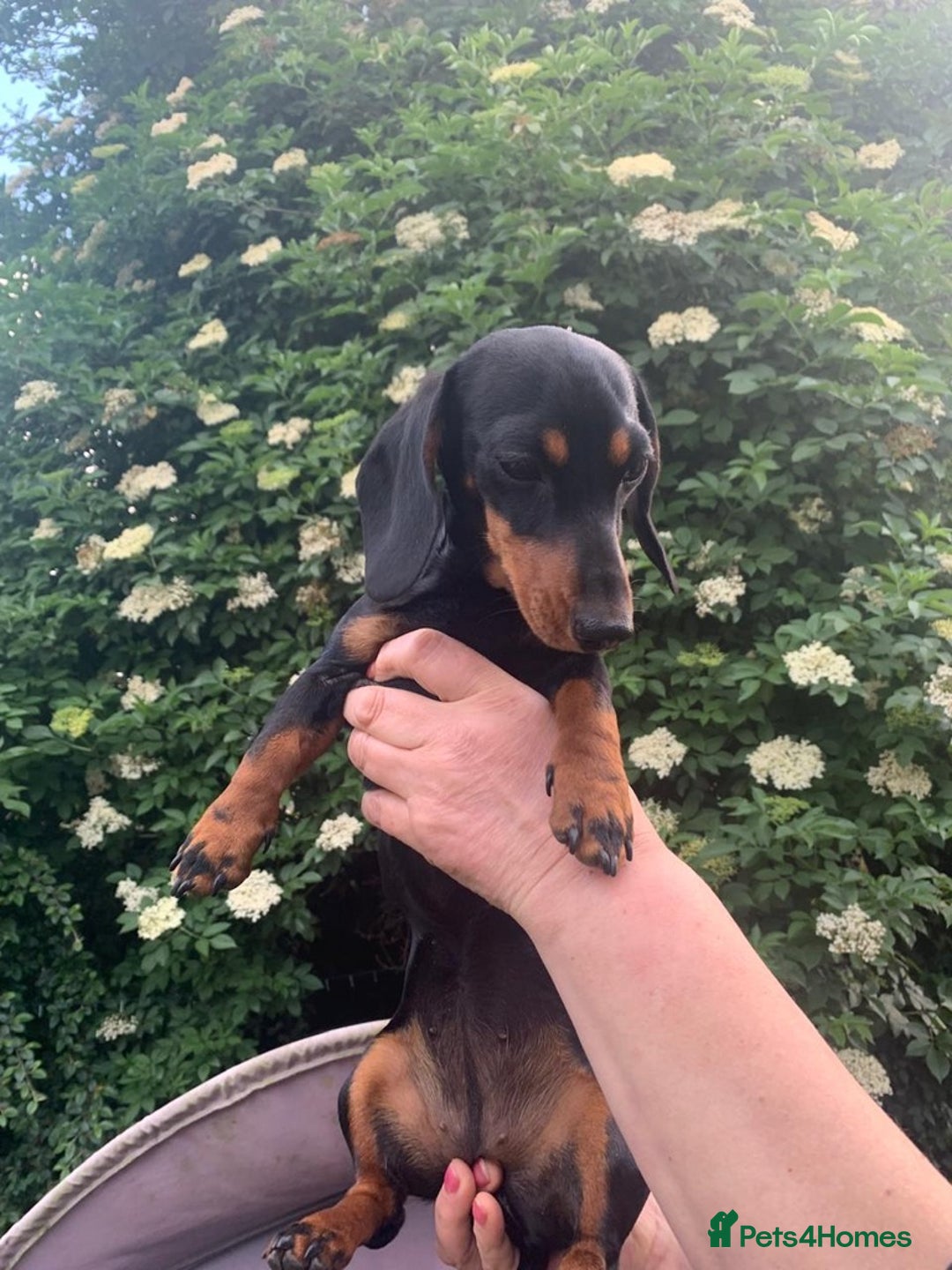 Miniature Dachshund dogs for sale: Black-and-Tan Mini Dachshunds—Homes Needed Urgent - Advert 10