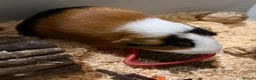 Guinea Pig rodents for sale: Single male gunnie pig ! Needs home asap !!! in Coventry - Advert 5