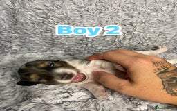 Dachshund dogs for sale: Long haired dachshunds - Image 4