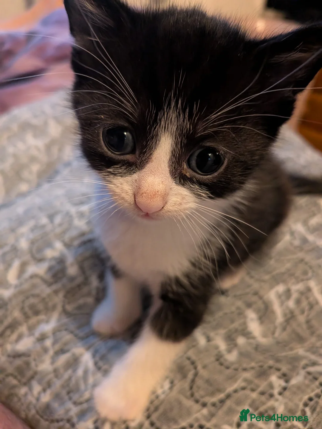Mixed Breed cats for sale: Lorraine  in Tipton - Advert 1