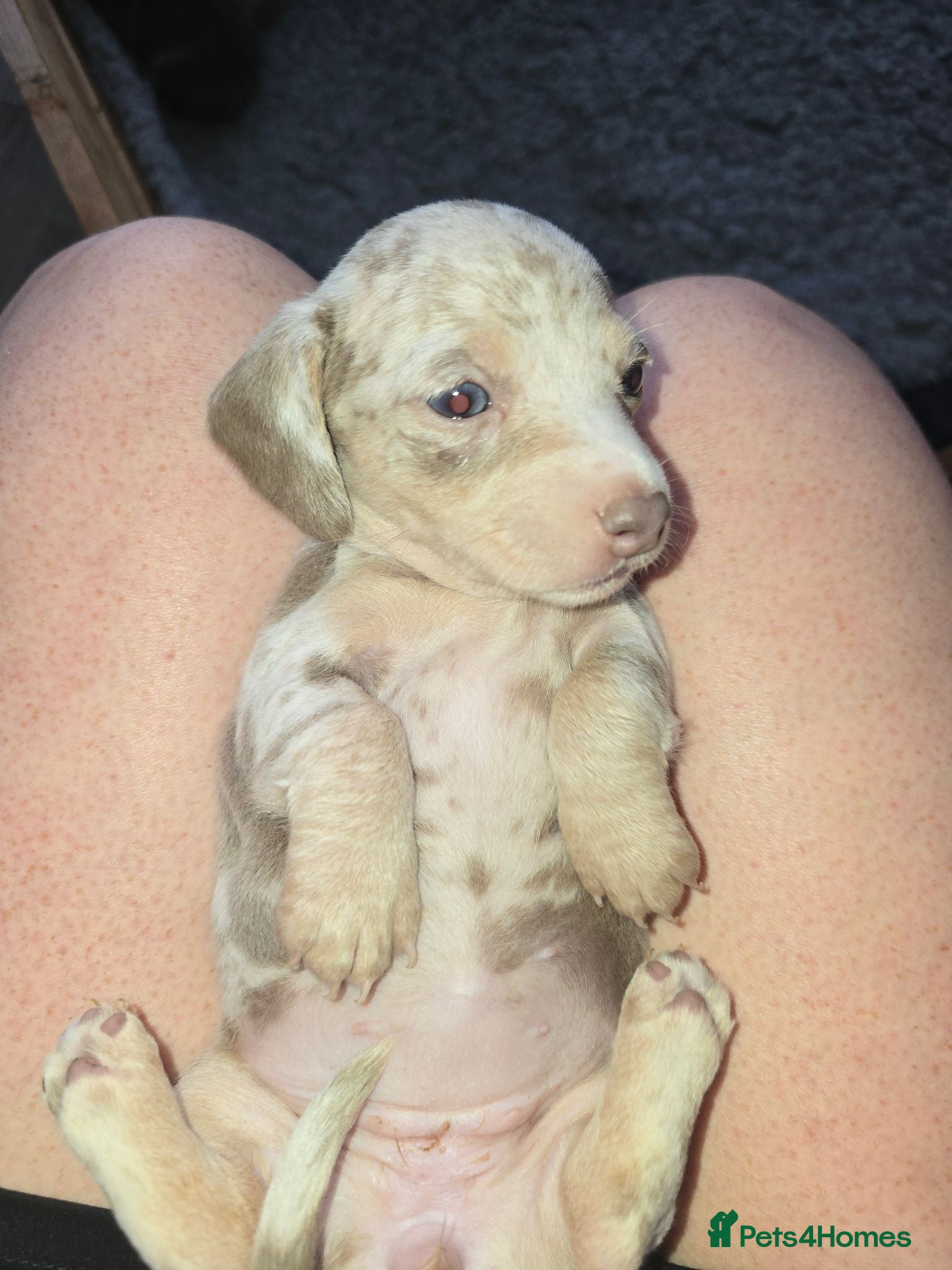 Miniature Dachshund dogs Adorable minature Dashounds - Advert 1