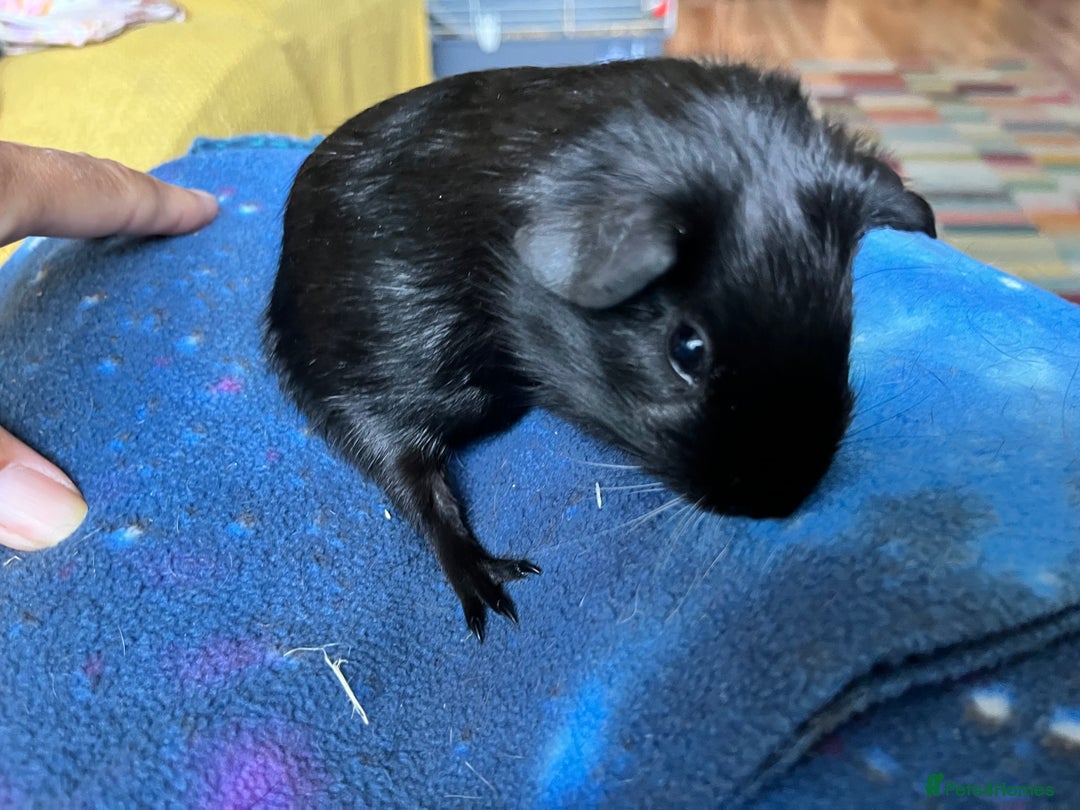 Guinea Pig rodents for sale: Lakeland Werewolf Skinny baby guinea pigs - Image 5