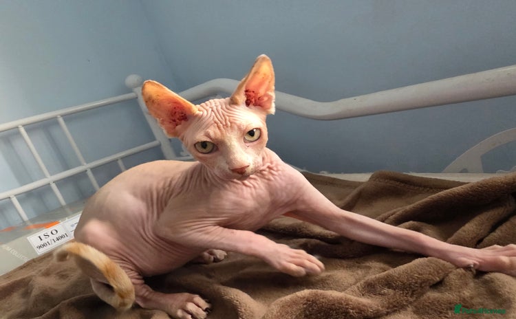 Sphynx cats - Advert 3