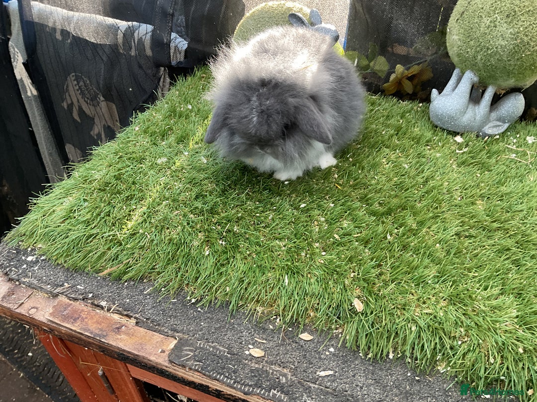 Mini Lop rabbits for sale: Baby mini lops and mini lion lop baby rabbits - Advert 10