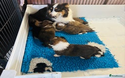 Shetland Sheepdog dogs for sale: Beautiful shaded sable puppies  - Image 8