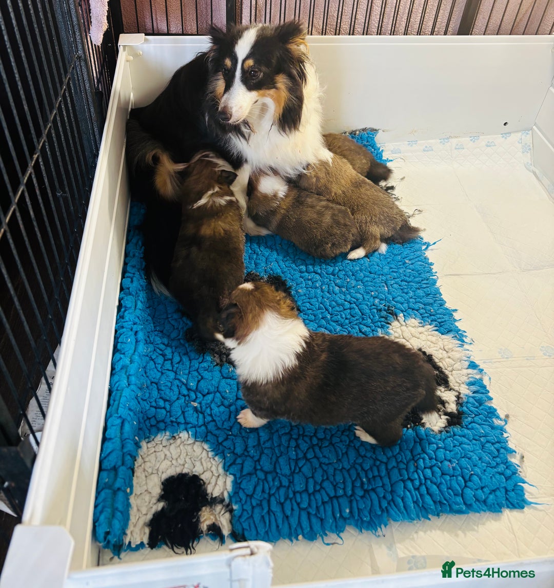 Shetland Sheepdog dogs for sale: Beautiful shaded sable puppies  - Image 8