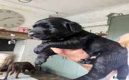Mixed Breed dogs for sale: 3/4 lab 1/4 collie puppies  in Whitby - Image 36