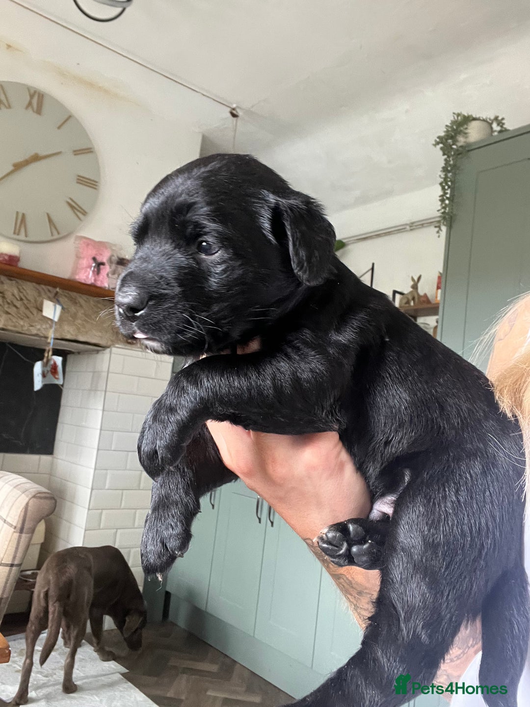 Mixed Breed dogs for sale: 3/4 lab 1/4 collie puppies  in Whitby - Image 36
