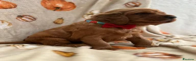 Irish Setter 3