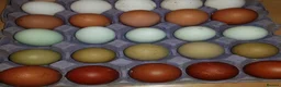 Chickens poultry for sale: hatching eggs mixed and pure breed  - Advert 1