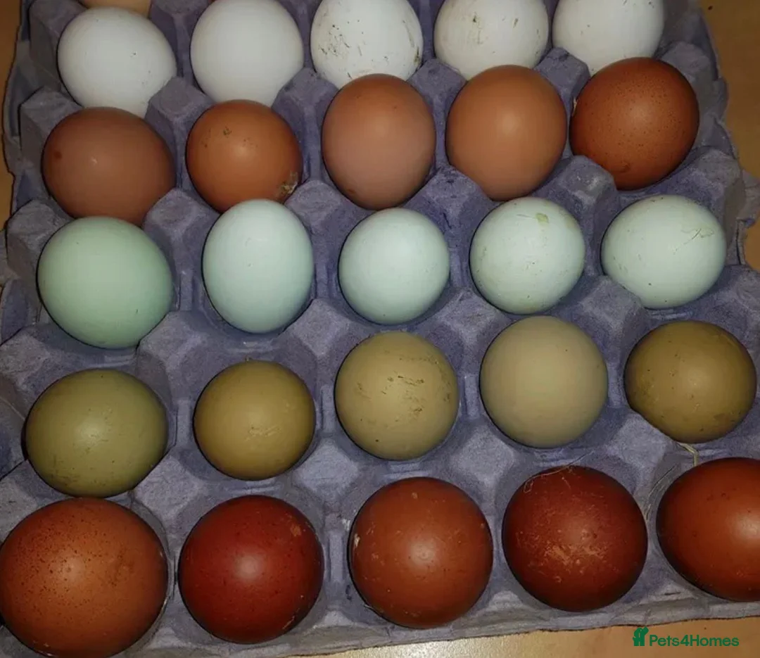 Chickens poultry for sale: hatching eggs mixed and pure breed  - Advert 1