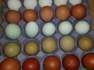 Chickens poultry hatching eggs mixed and pure breed - Advert 9