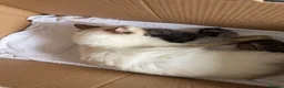 Mixed Breed cats for sale: Beautiful Ragdoll mix - Advert 3