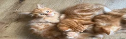 Mixed Breed cats for sale: Persian cross ginger male kittens X4! READY TO GO - Advert 4