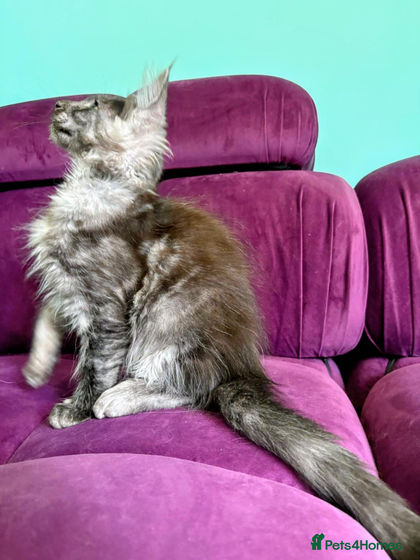 Maine Coon cats Pedigreed Maine Coon kittens - Advert 2