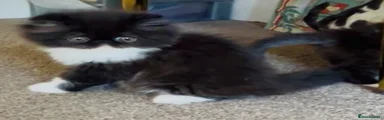 Persian Kitten 3