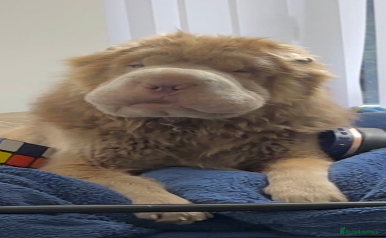 Shar Pei dogs - Advert 1