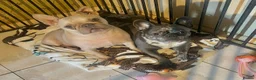 French Bulldog dogs for sale: New home needed for the beautiful Luna  - Advert 4