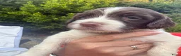 English Springer Spaniel dogs for sale: KC Registered English Springer Spaniel Puppies - Advert 9