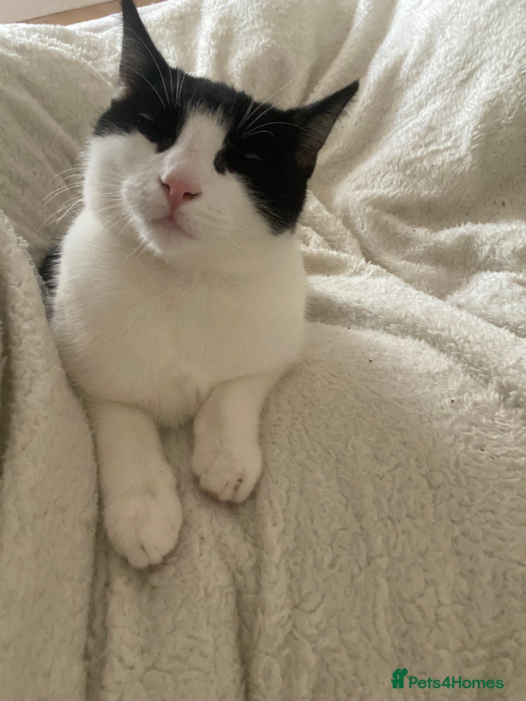 Turkish Van cats for sale: Kitten (Turkish Van X ) - Advert 1