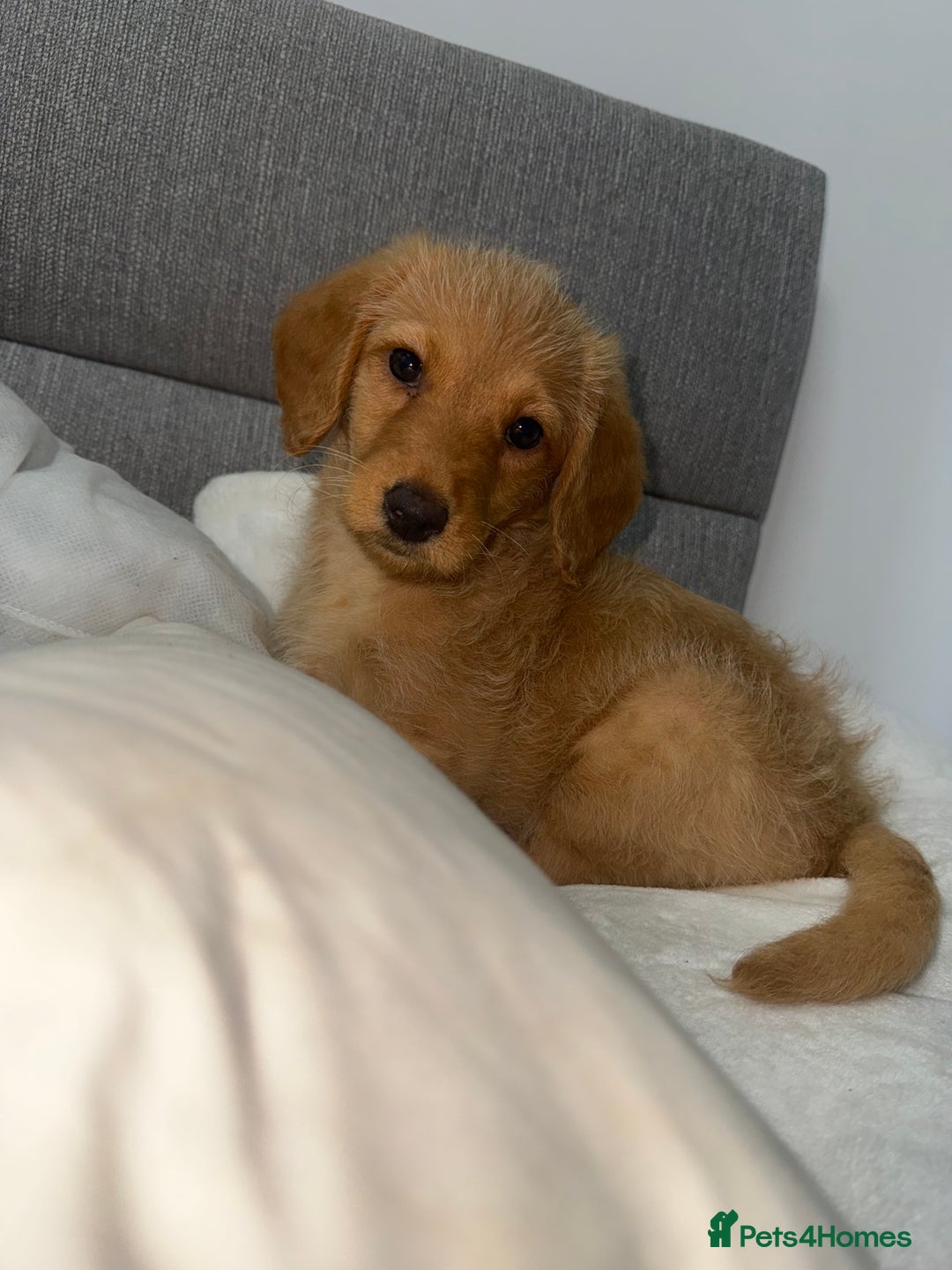 Labradoodle dogs for sale: Gorgeous Labradoodle pup  - Advert 1