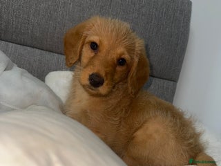 Labradoodle dogs Gorgeous Labradoodle pup - Advert 1