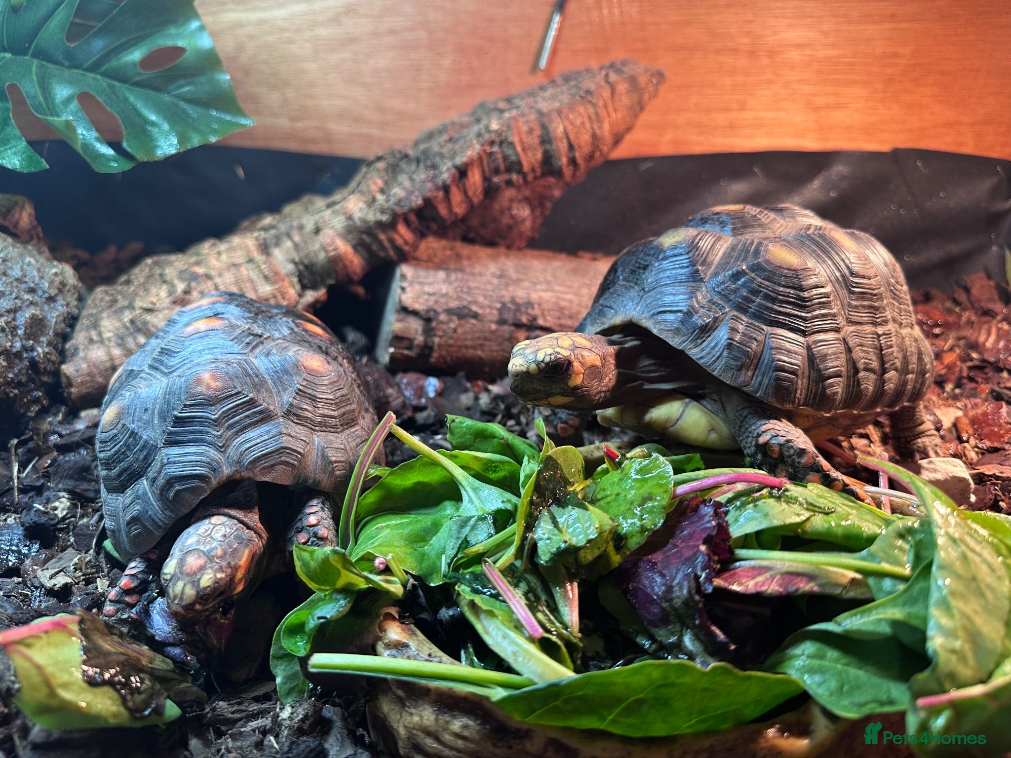 Tortoise reptiles male and female red foot tortoise - Advert 1