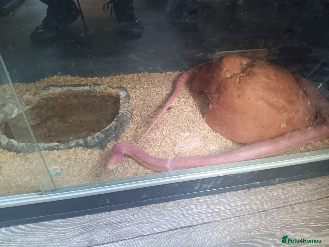 Corn Snake reptiles for sale: Two corn snakes for sale  - Advert 2