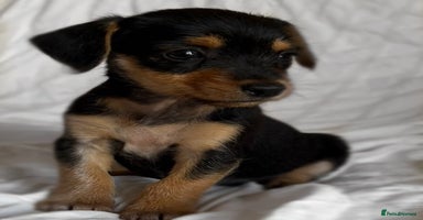 Jack Russell dogs - Advert 5