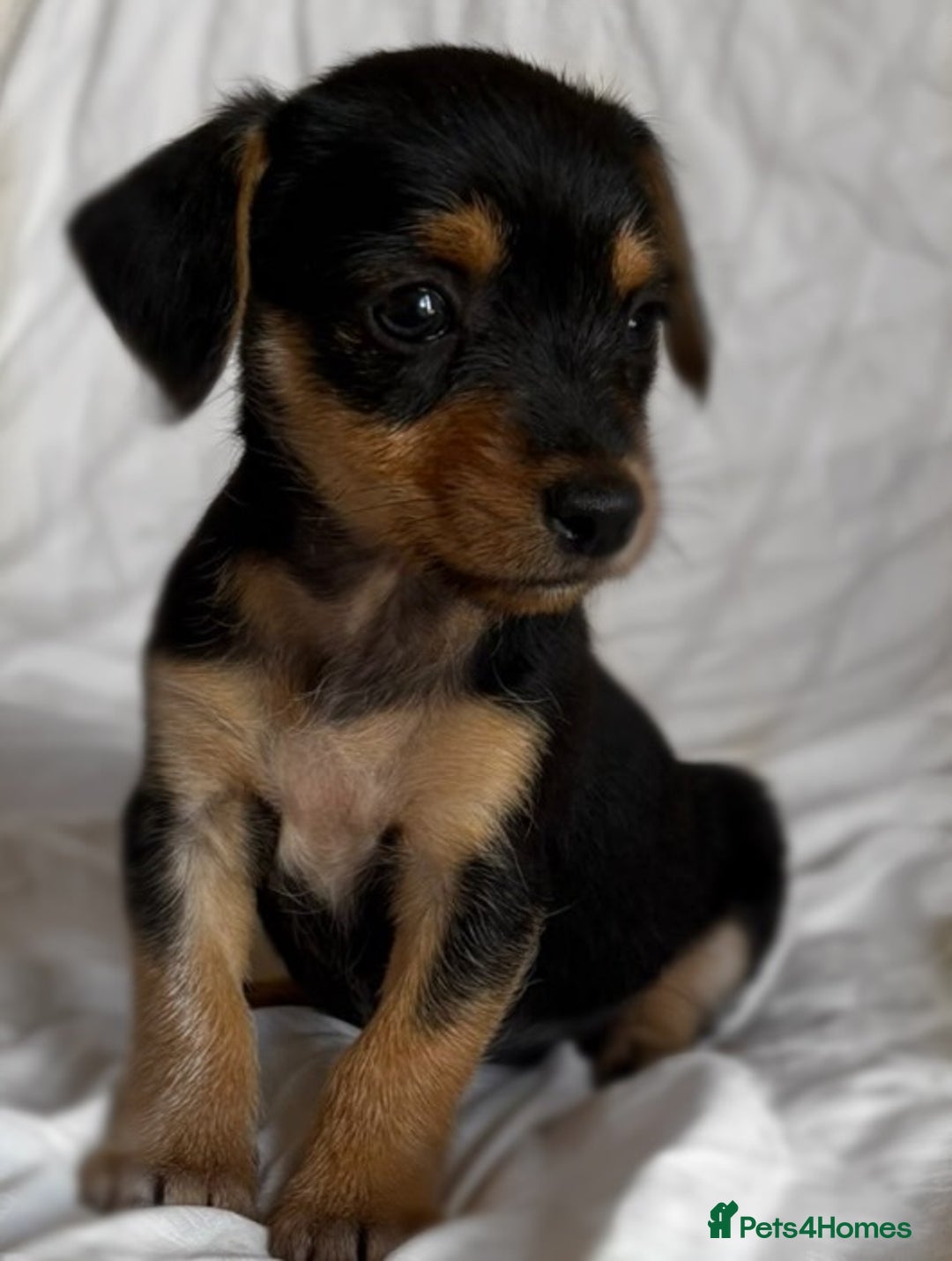 Jack Russell dogs for sale: Mini Jack Russell Terrier puppy - Image 2