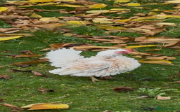 Mixed Breed birds for sale: Pure breed Serama male from show stock - Image 3