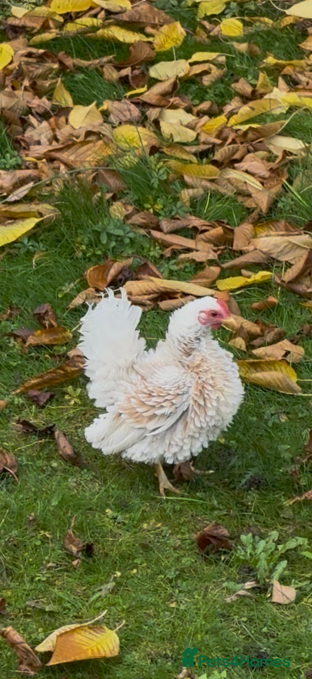 Mixed Breed birds for sale: Pure breed Serama male from show stock - Image 3