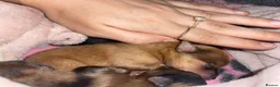 Pomeranian dogs for sale: Pomeranian puppies for sale - Advert 7